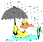 Duck in the Rain
